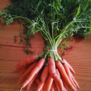 Organic carrots from the Garden Route